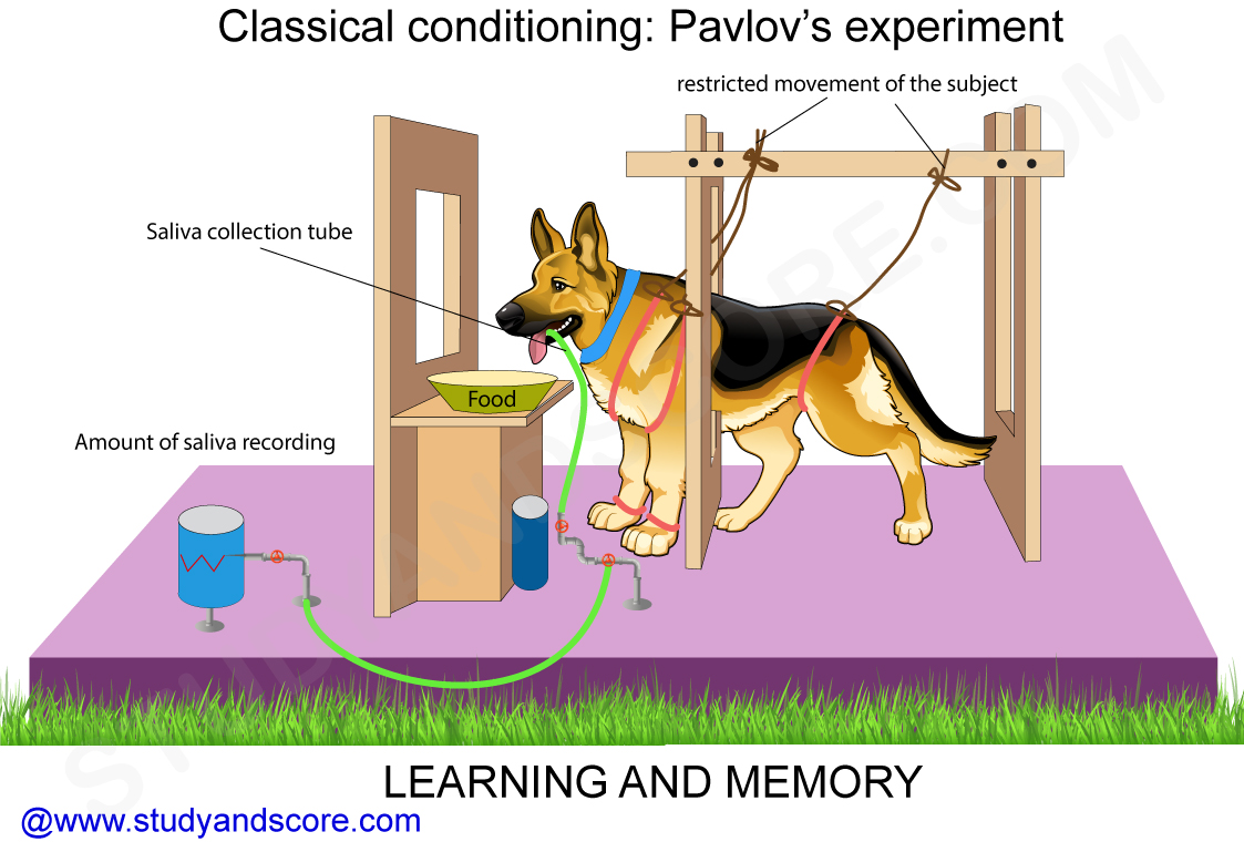 Classical conditioning, pavlov experiment